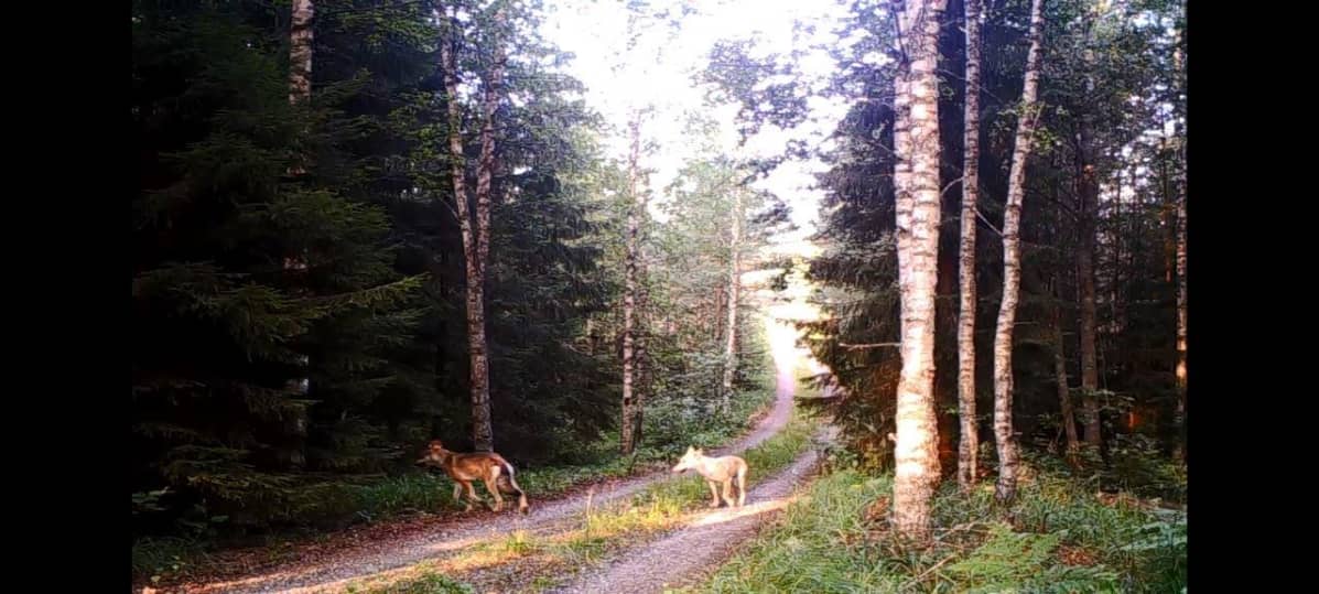Susipari Rengon reviirillä