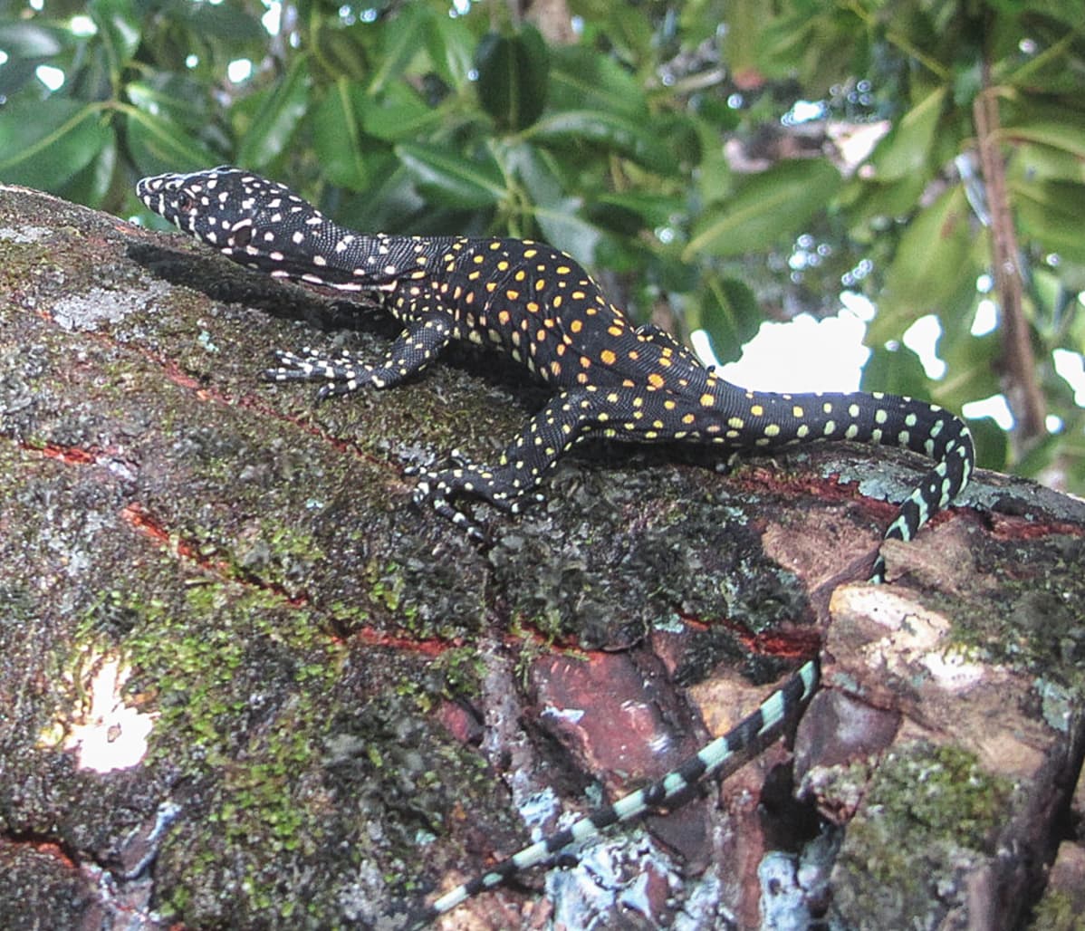 Varanus semotus.
