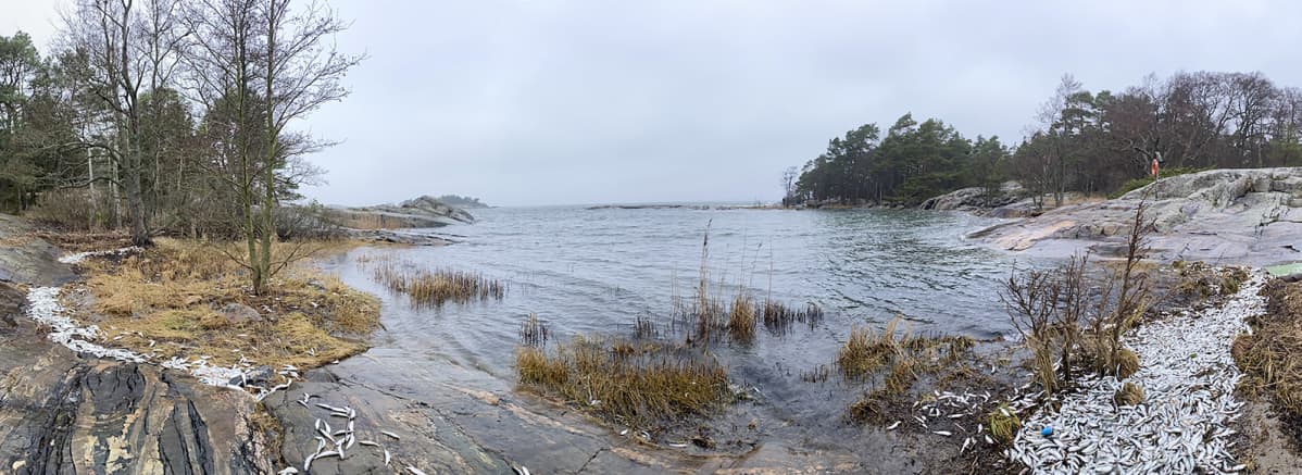 Kuolleita kaloja rannassa Porkkalanniemellä.