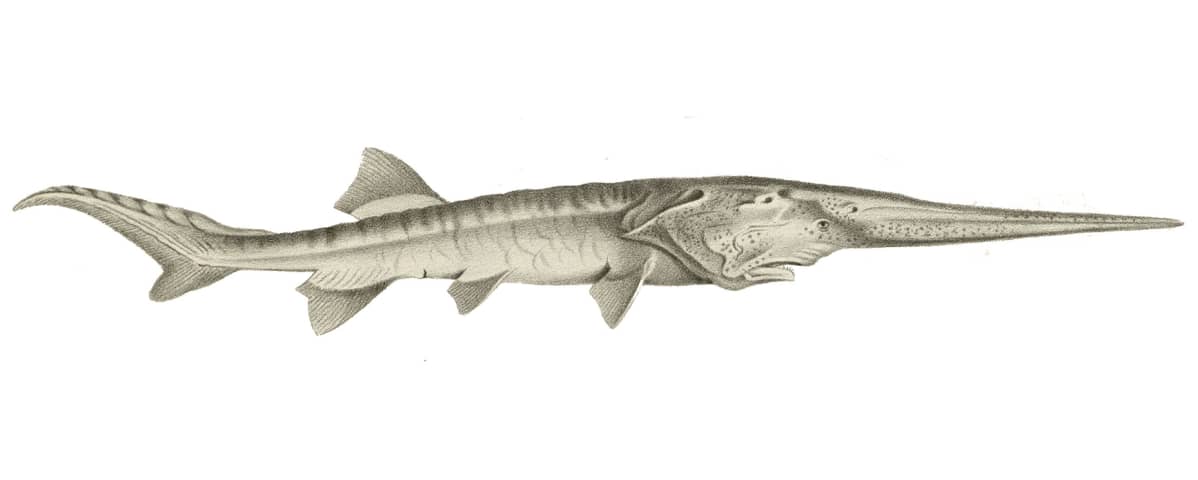Psephurus gladius miekkasampi