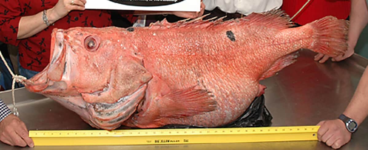 Korusimppu (Sebastes borealis).