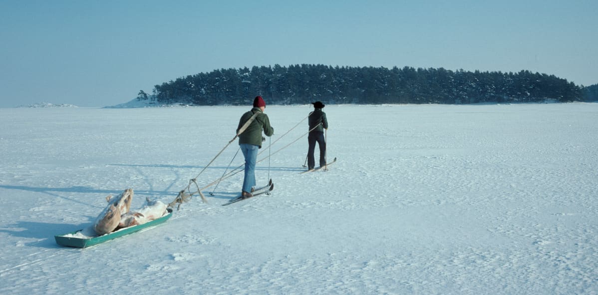 Hiihtäjät vetävät jäällä pulkkaa, jossa jäätyneitä sianruhoja.