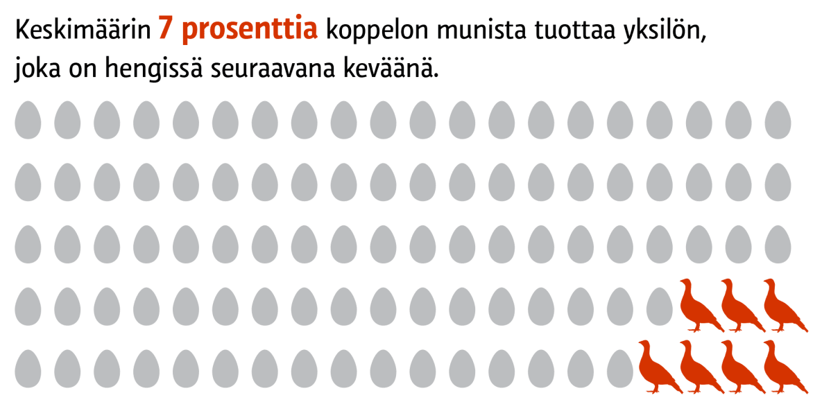 Vain seitsemän sadasta koppelon munasta tuottaa keskimäärin yksilön joka on hengissä seuraavana keväänä.