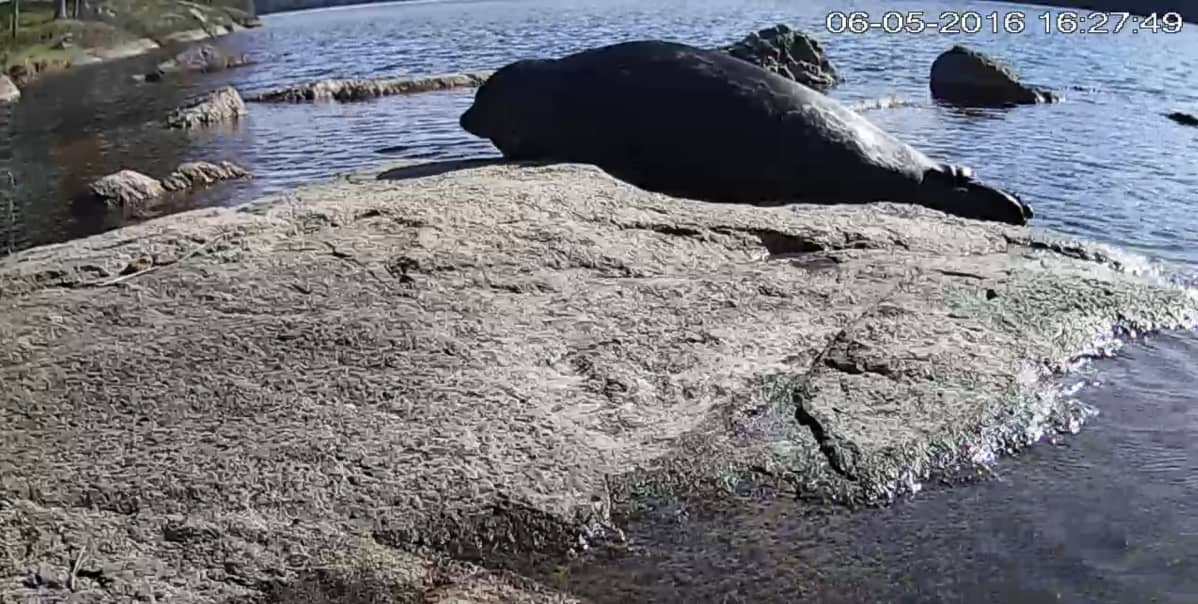 Saimaannorppa kivellä