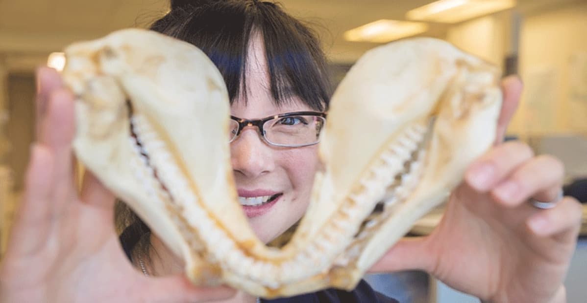 Professori Sora Kim pitelee leukaluuta.
