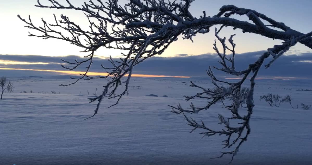Kaamoksen viimeinen päivän Pulmangissa.