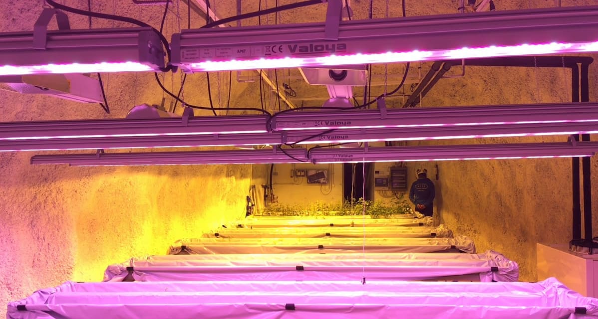 Kasvihuoneen led- ja suurpainenatriumvalaisimia