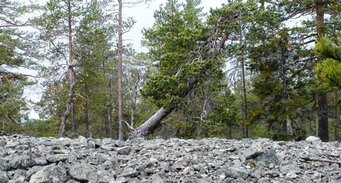 Metsämaisema jonka edessä on kivikkoa