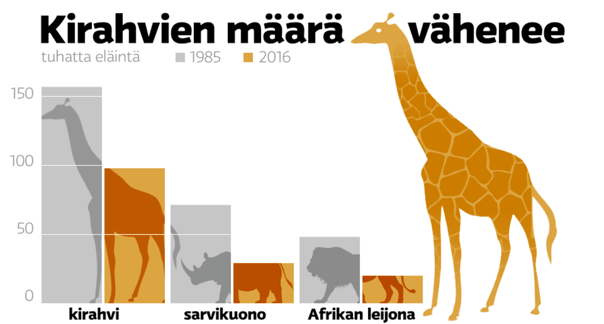 Grafgiikka kirahvien, sarvikuonojen ja afrikan leijonien lukumääristä