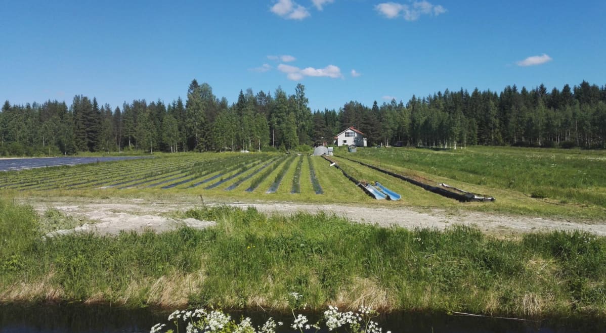 Pirttilän tila