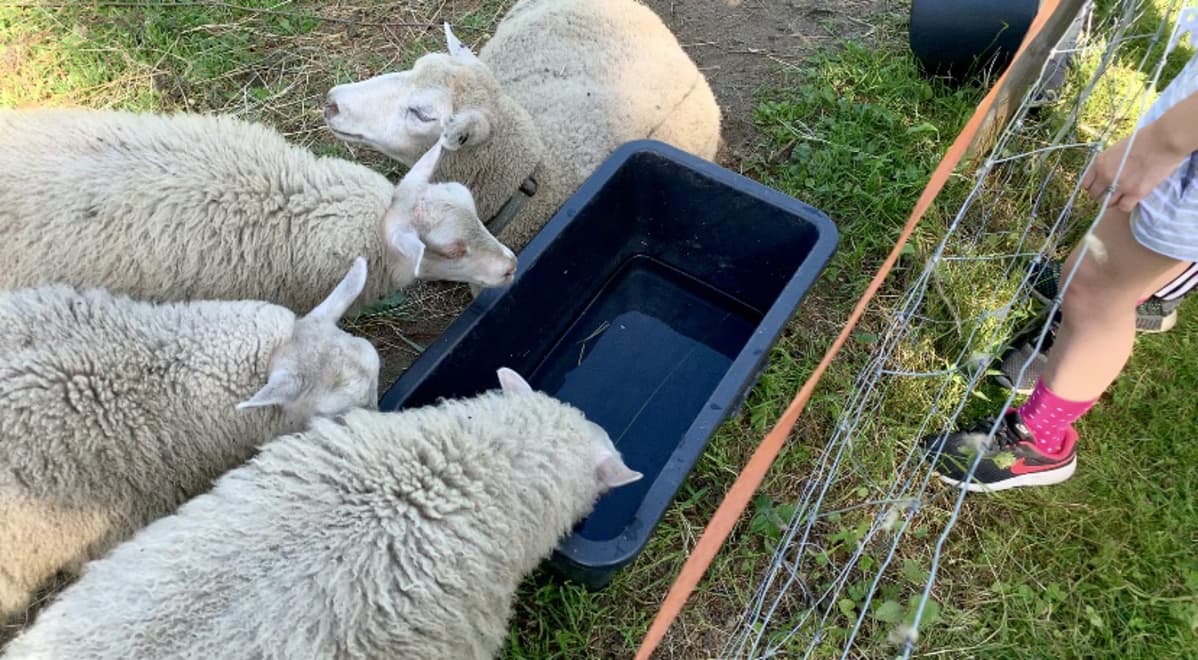 Äänimaisemaa hallitsee lauma lampaita.