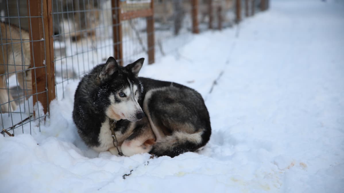 Suti-husky osaa levätä, kun on tauon paikka