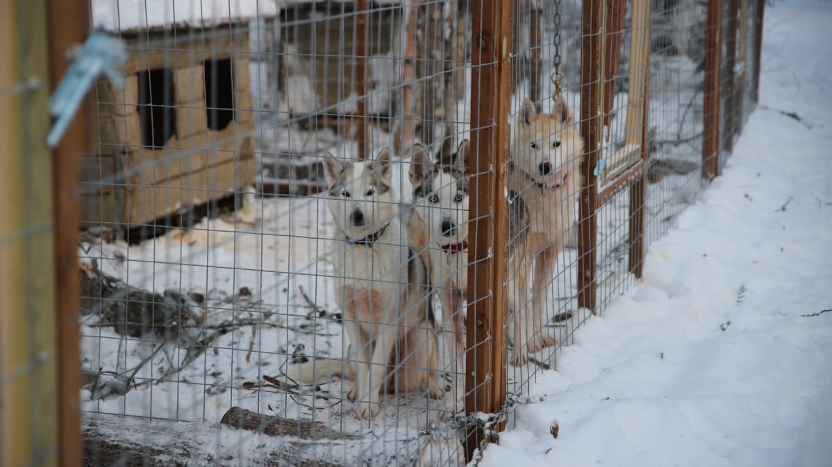 Eräyrittäjä Janne Määttä rakensi uuden tarhan Rovaniemelle parillekymmenelle husky-koiralle.