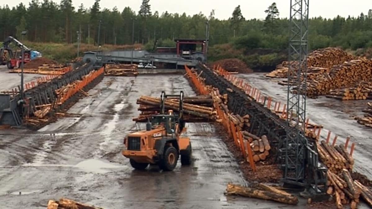 Keitele Forest