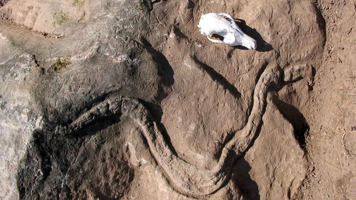kalliokäärme, geologia,