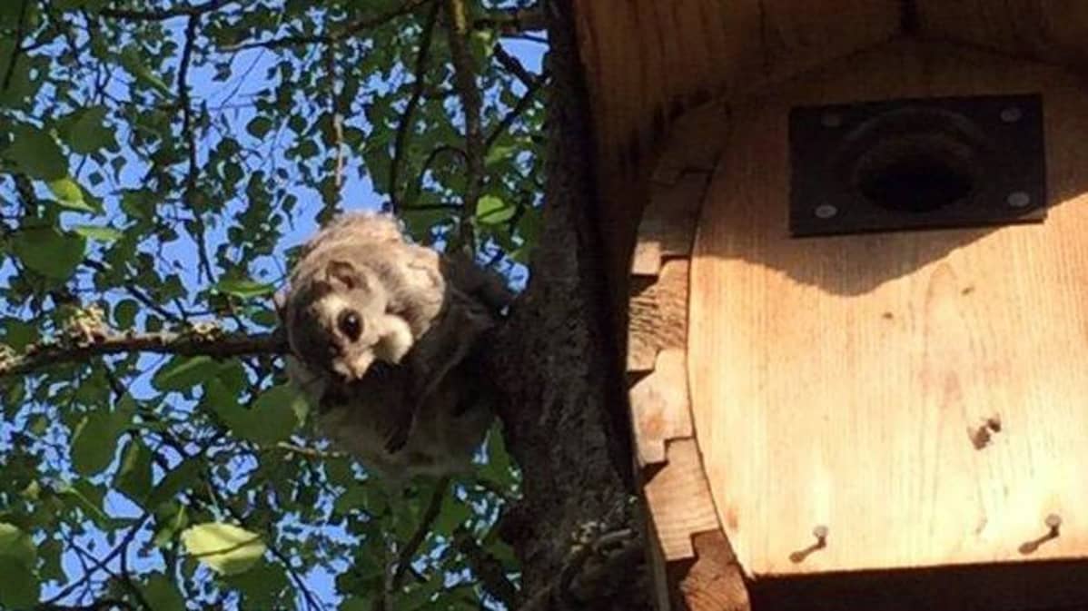 Liito-orava joutui huilaamaan tovin pöntön vieressä.