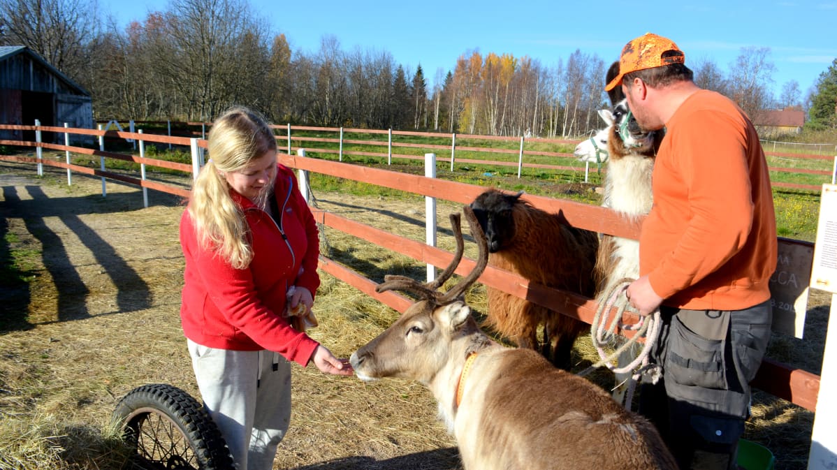 Kotieläinpuisto Arkadia on perheyritys, poro Elmeri ja muuli Latte, yrittäjäpariskunta Päivi Ruotsalainen ja Samuli Myllyneva
