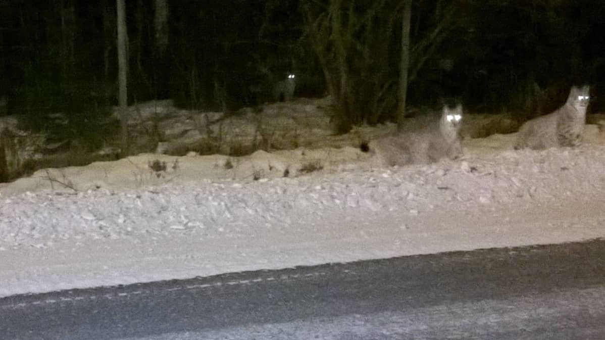 Ilveksiä tienpenkalla
