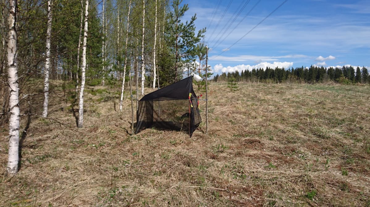 Malaise-mallinen hyönteispyydys.