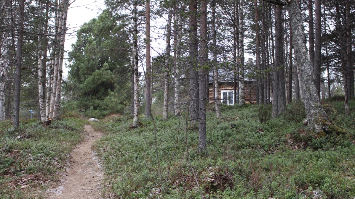 Auri Ahola stohpu