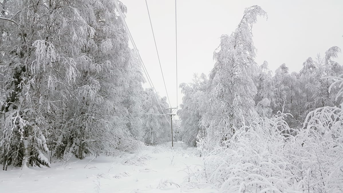 Luminen metsä ja sähkölinja.