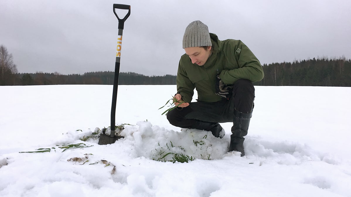 Maanviljelijä Juuso Joona tutkii syysruista pellollaan talvella 2018