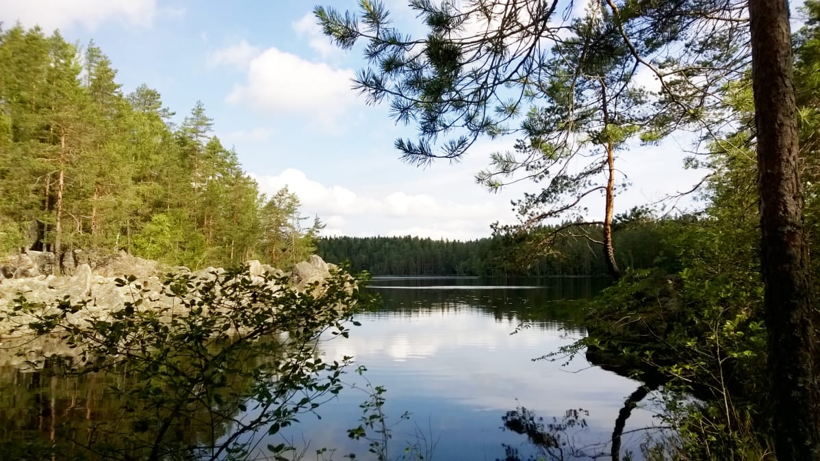 Ritajärven luonnonsuojelualuetta kesällä.