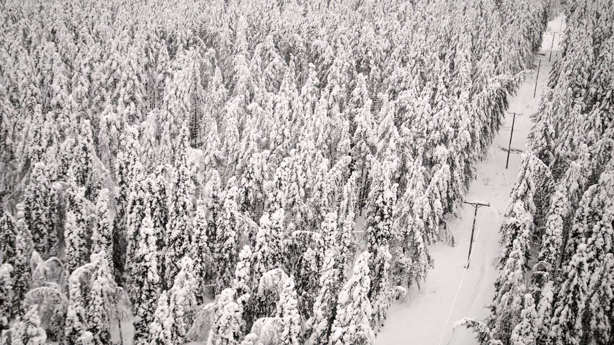 Ilmakuva lumisesta metsästä ja sähkölinjasta Kainuussa.