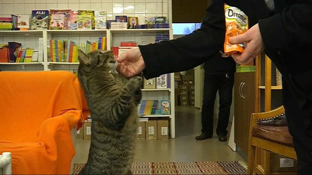 kissa seisoo takajaloillaa ja ottaa herkkuja kädestä