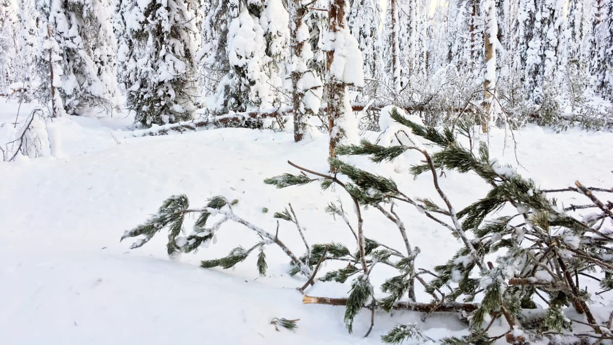 Katkenneita puita tykkylumisessa metsässä.
