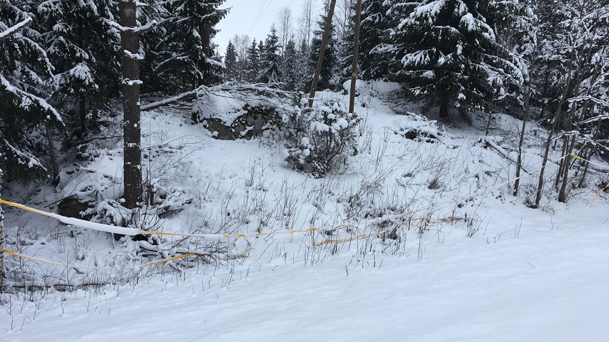 Hirvinauhaa metsässä