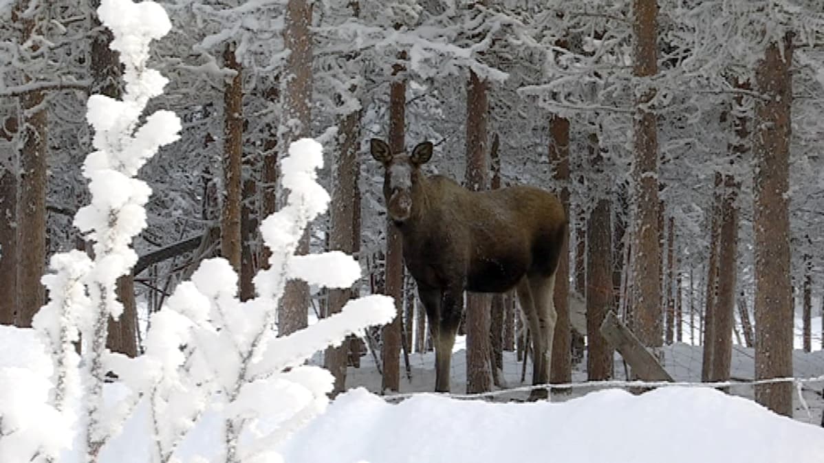 Inarin Angelissa hirvet ovat tavallinen näky pihassa olevassa porojen ruokinta-aitauksessa.