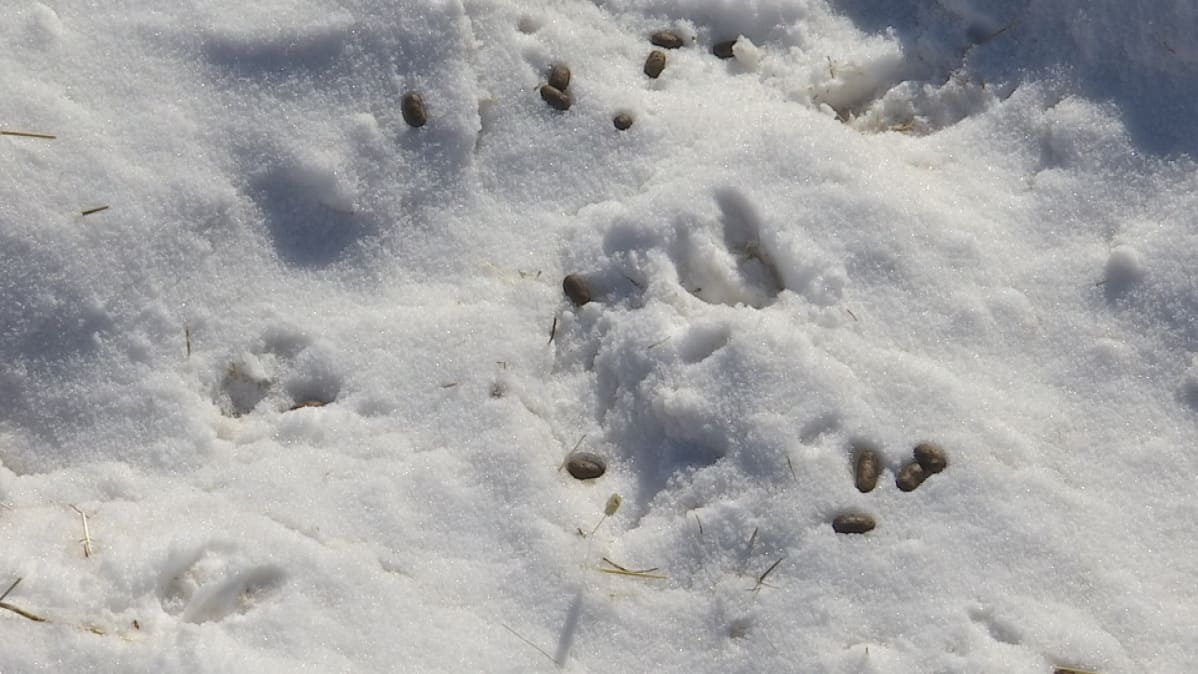 Kauriin ulosteita ja sorkanjälkiä hevosaitauksessa Rovaniemellä