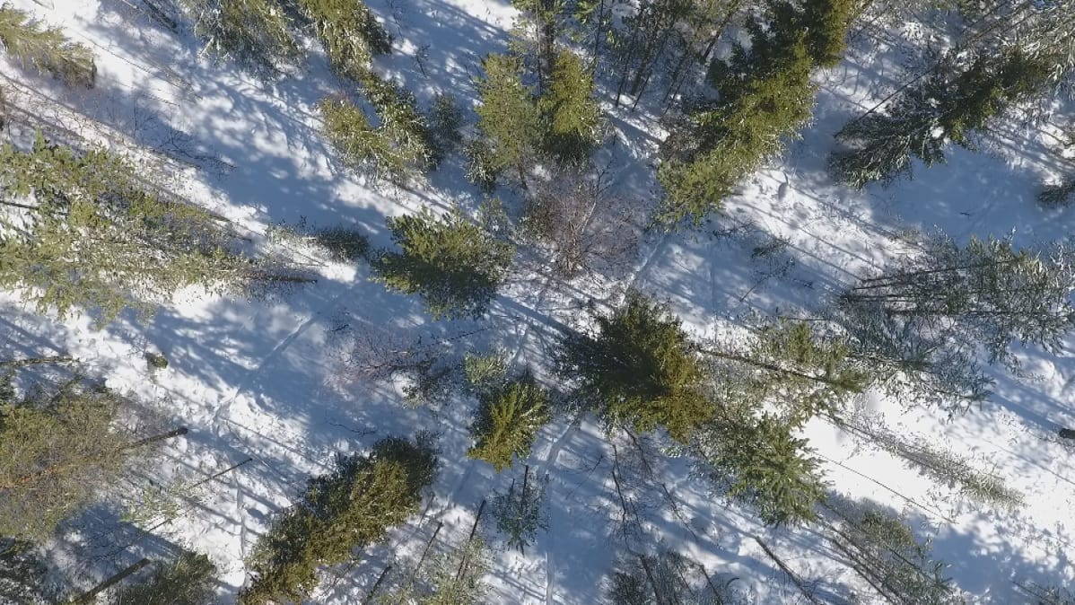 Kauriit ovat polkeneet polkuja metsään Rovaniemellä