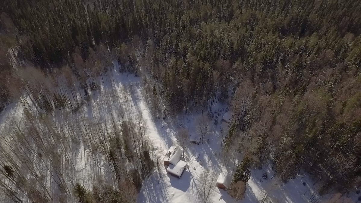 Marketta Hornin mökki keskellä saarijärveläistä ikimetsää.