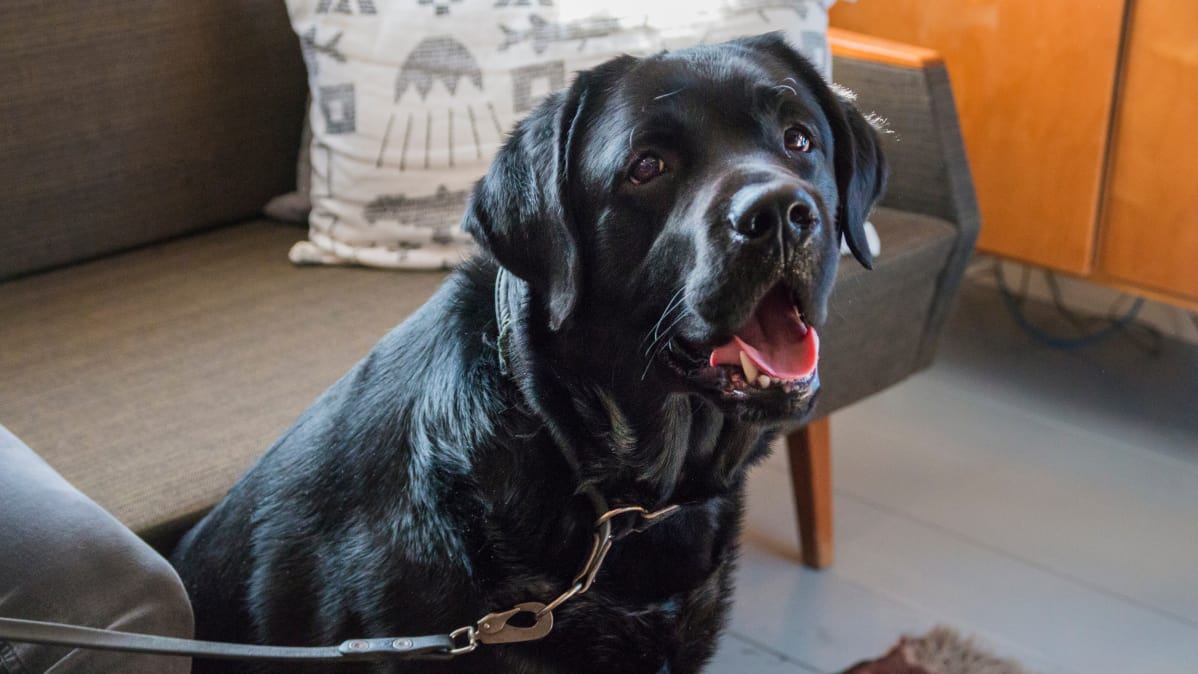 Musta labradorinnoutaja istumassa. Koiran suu on auki ja se katsoo kameraan.