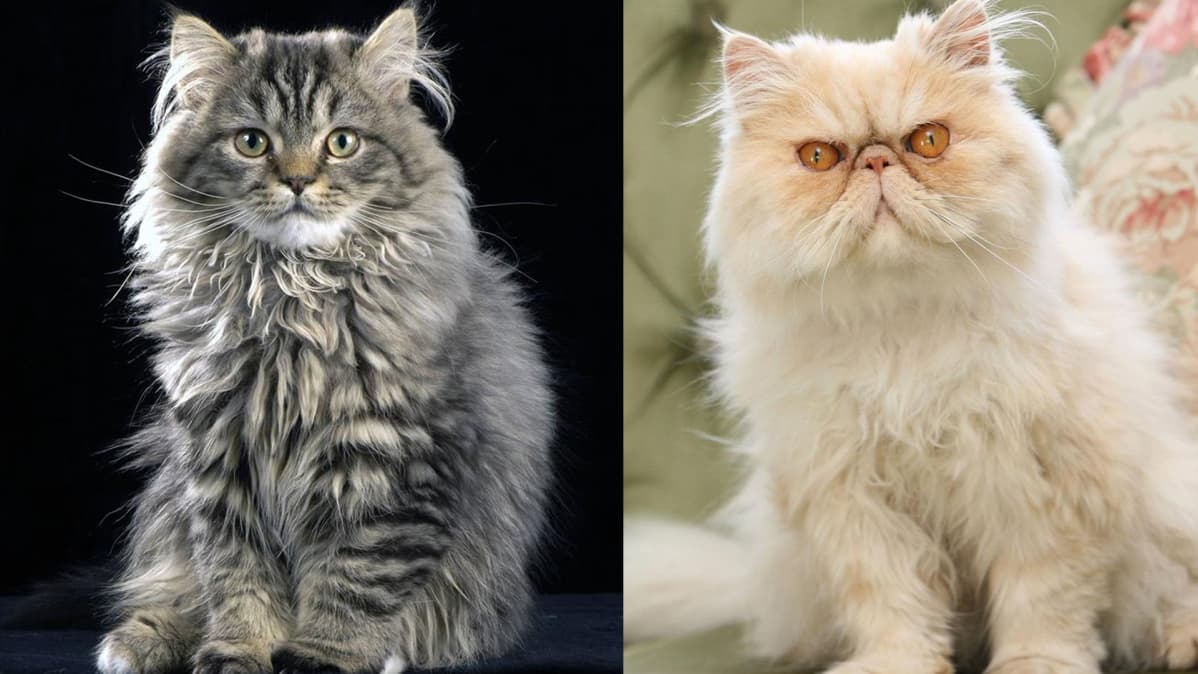 Persialaiskissa