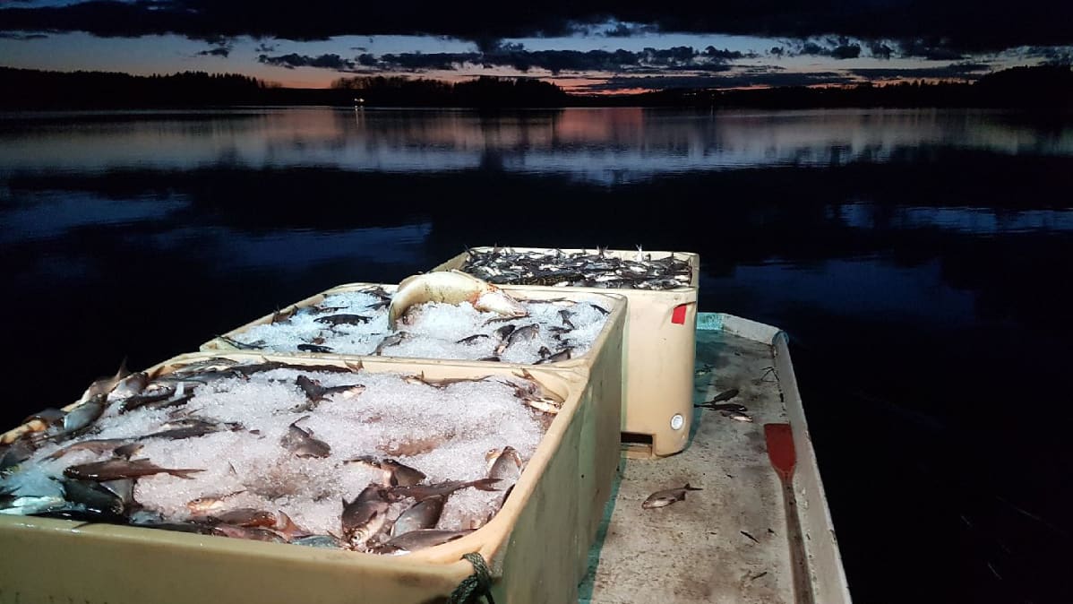 Kalastajan kalansaalis veneessä Kyrösjärvellä