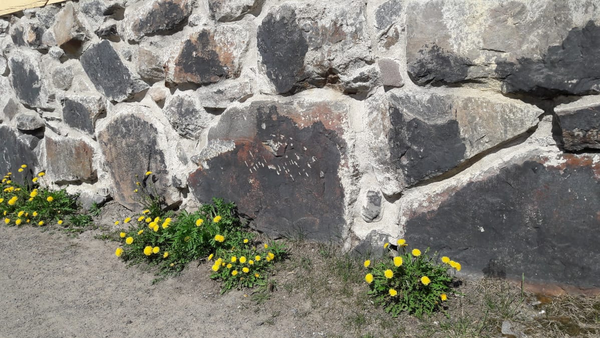 Maanantaina 14.5. 2018 voikukat olivat heränneet Vanhassakaupungissa.