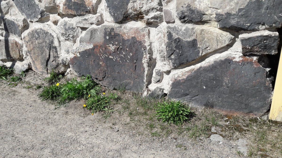 Kokkolan Vanhassakaupungissa kivijalan vieressä voikukka aloitteli kevättä 9.5.2018.