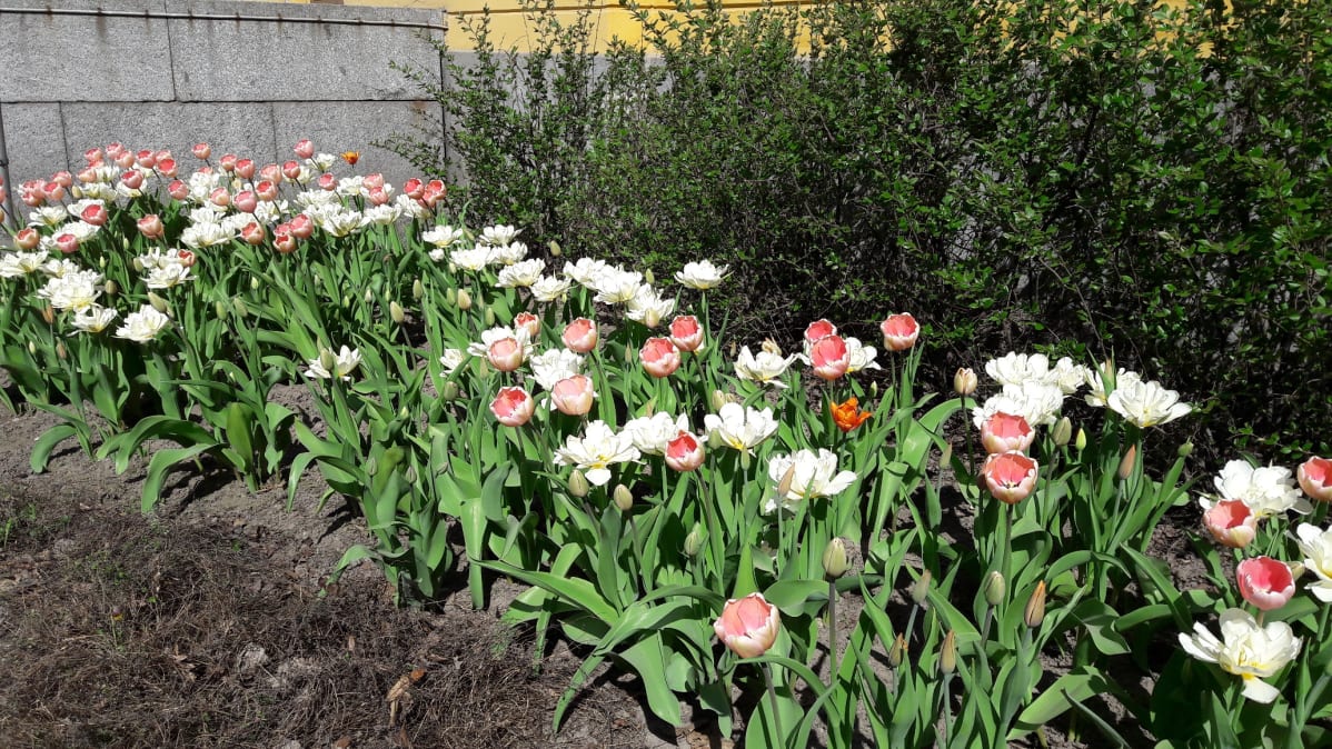 Raatihuoneen edustan kukkapenkki maanantaina 14.5. 2018.