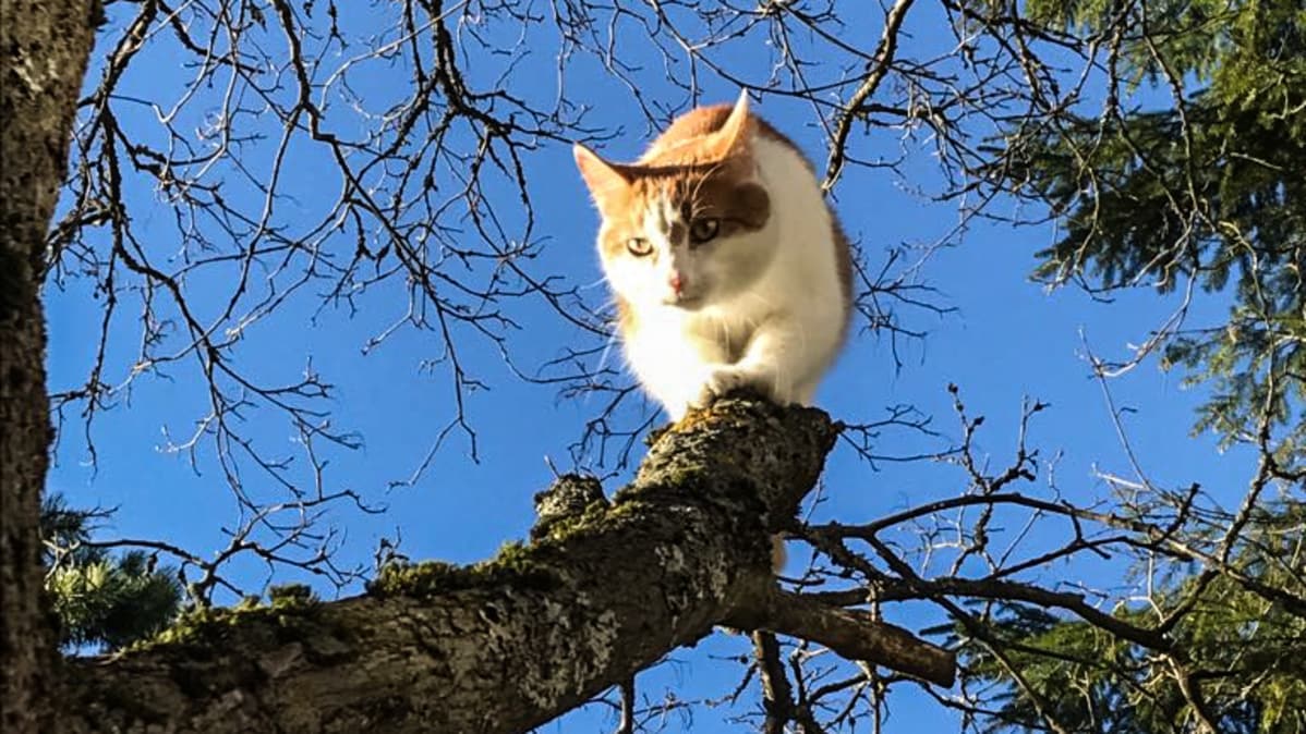 Kissa nimeltä Alamies kiipeää puussa.