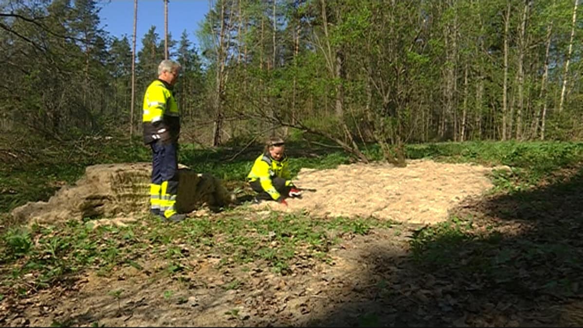 hamppua levitetään jättiputkikasvustoille, Nopest -tuholaistorjuntafirman työntekijöitä, Kouvola, Kuusankoski, Pilkanmaa