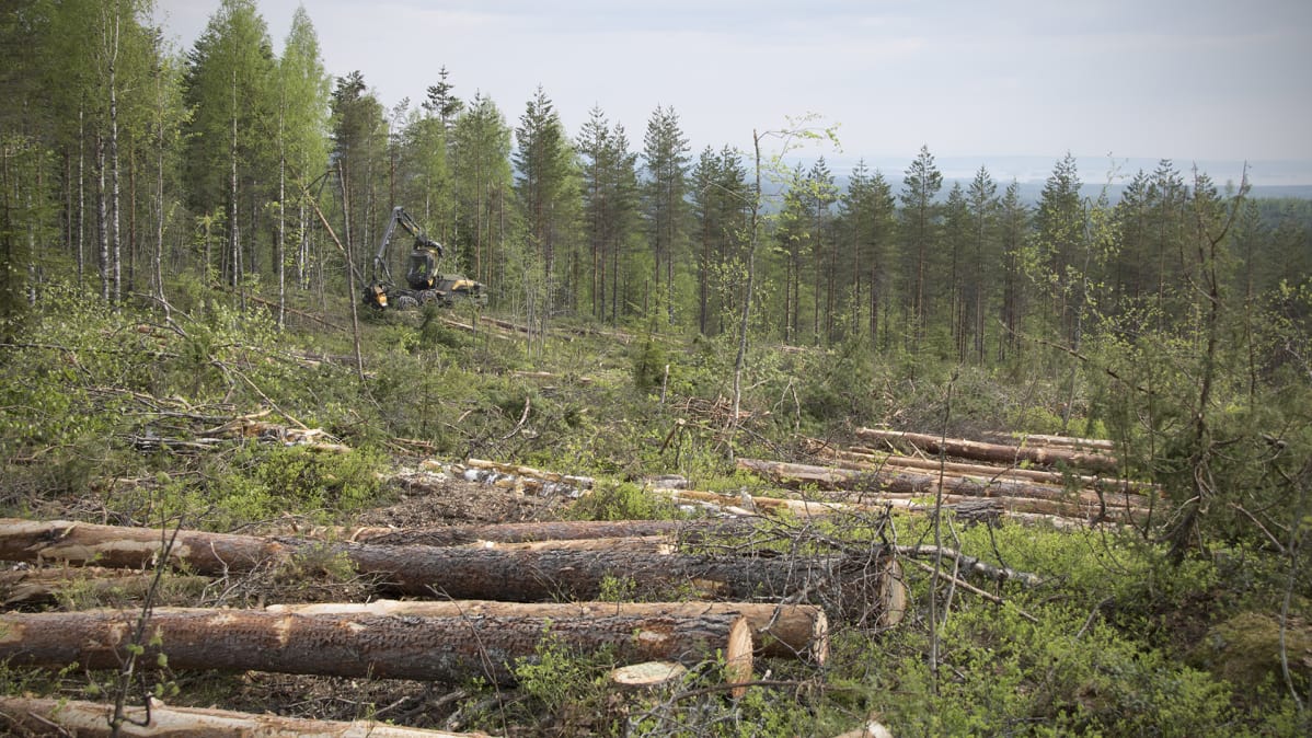Lumikuorman rikkomaa metsää hakataan Juuassa vaaran rinteessä.
