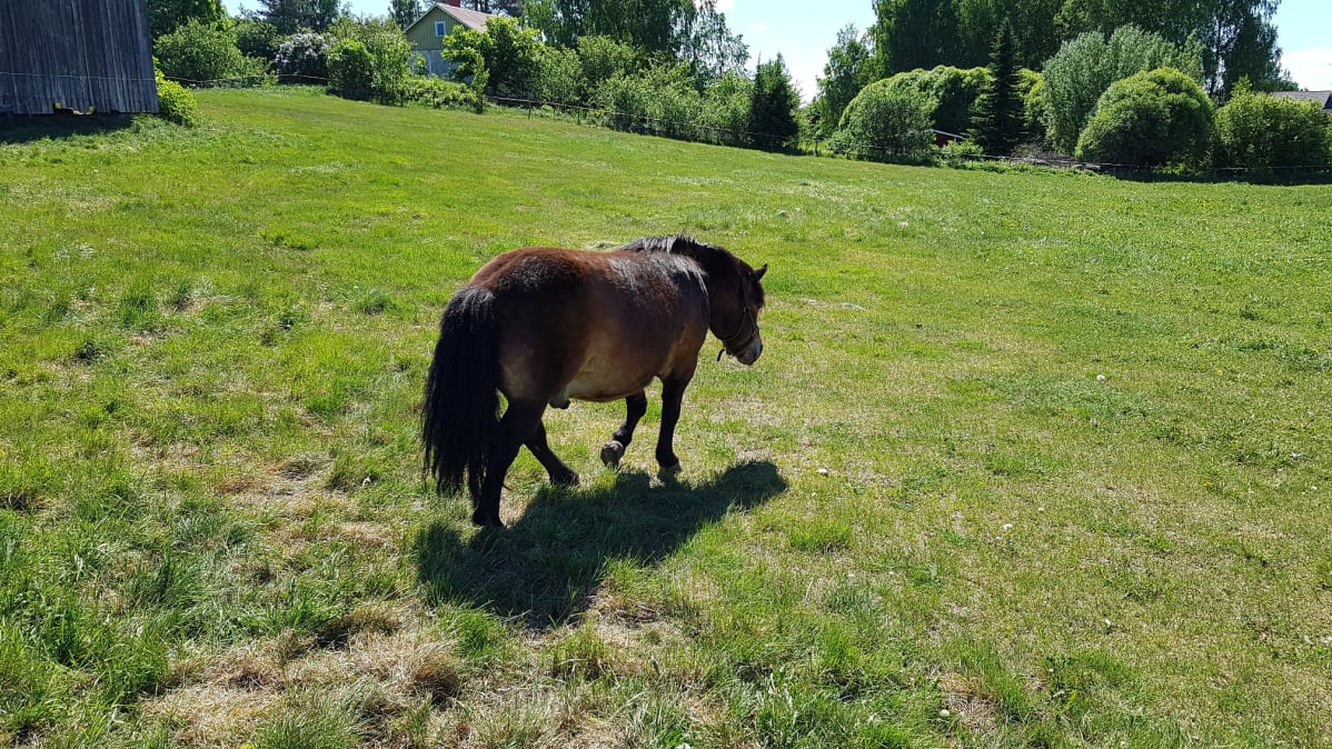 Manne-poni