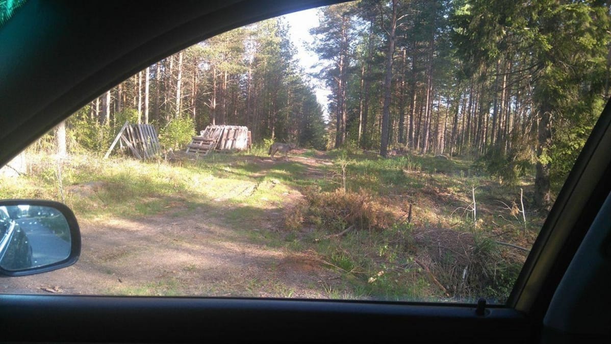 susi autosta kuvattuna