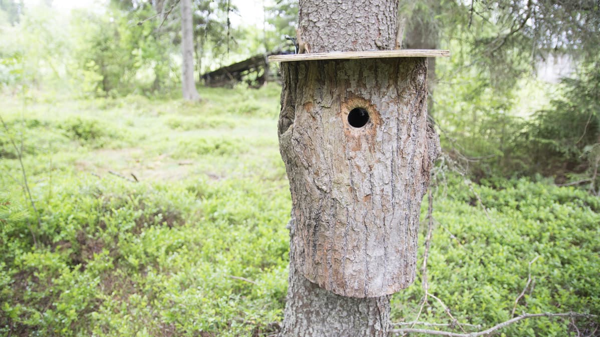 Linnunpönttö metsässä.