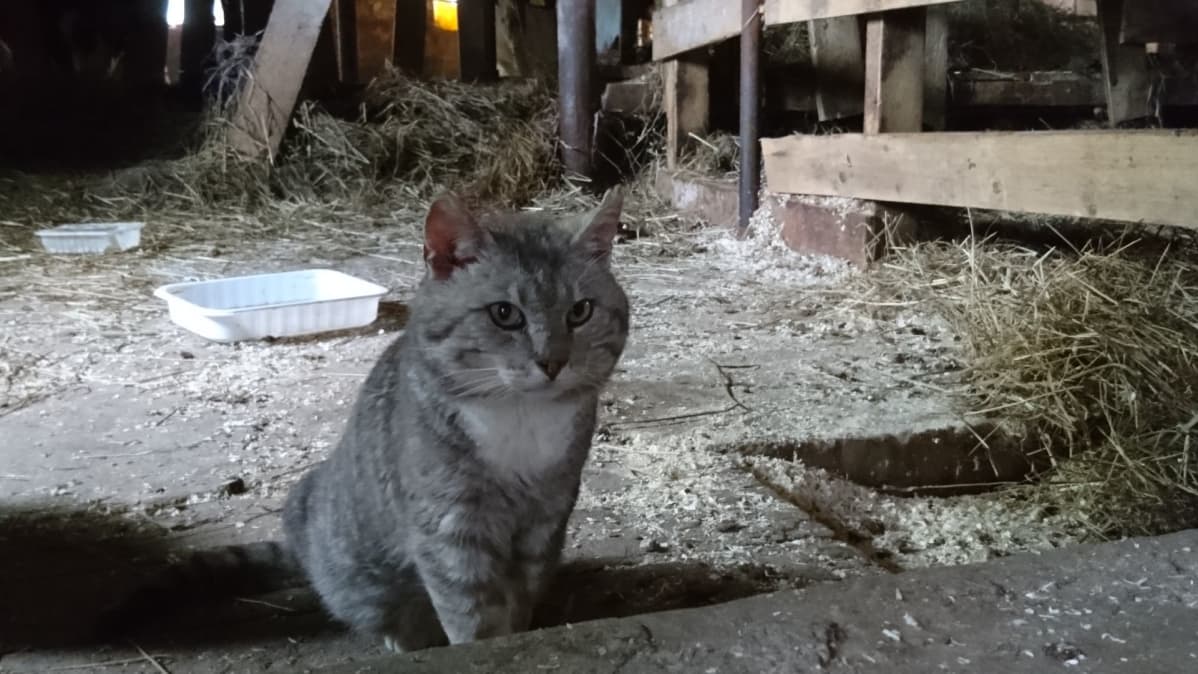 kissa istuu navetan lattialla