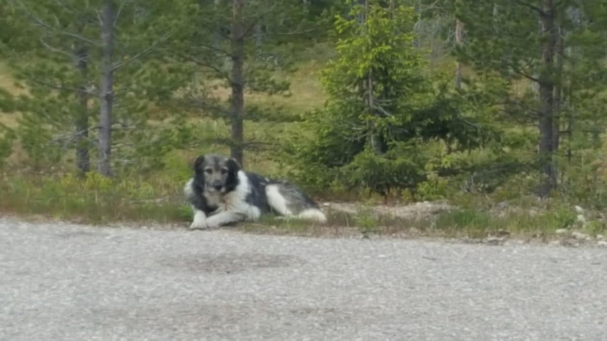 Herra Koira -lempinimen saanut kulkuri on kiltti, mutta arka.