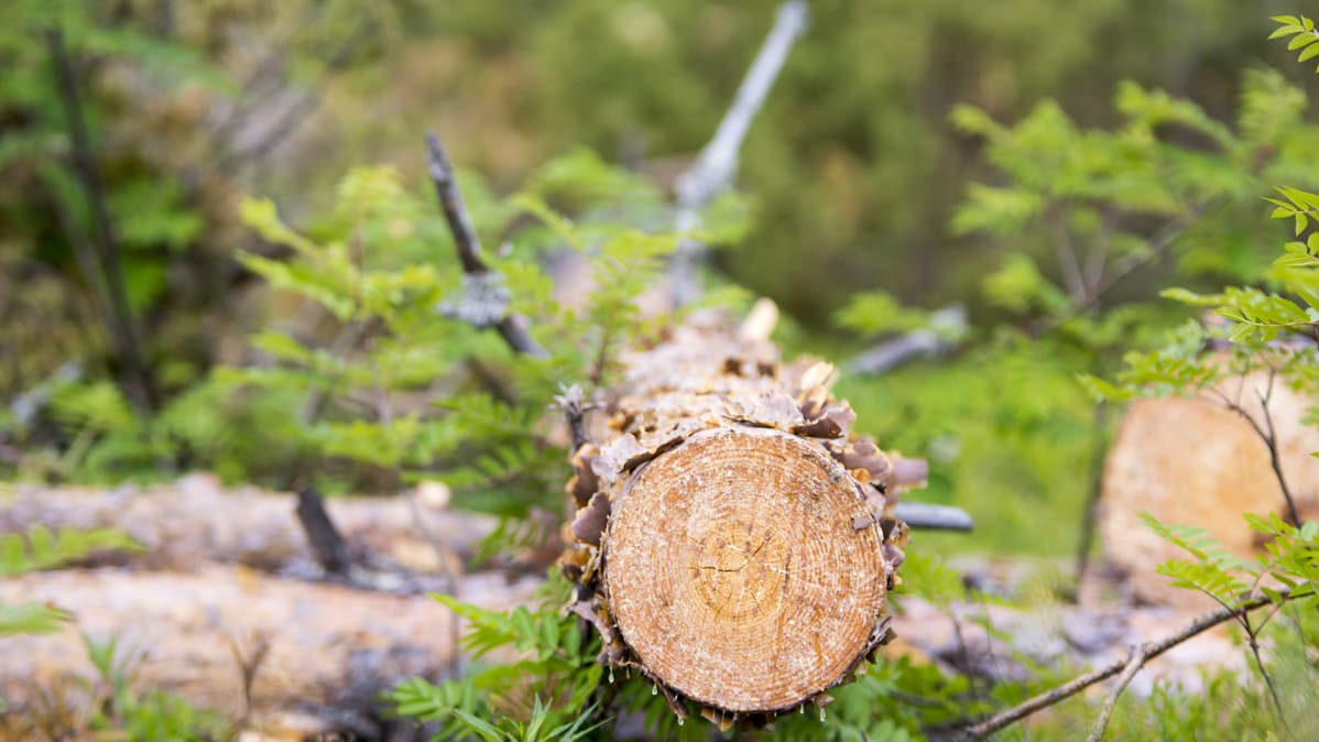 Ristijärvi Saukkovaara Metsä 3